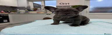 Puppy 2