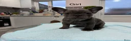 French Bulldog dogs for sale: French Bulldog puppies one girl and one boy - Advert 4