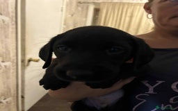 Labrador Retriever dogs for sale: Labrador puppies  - Image 4