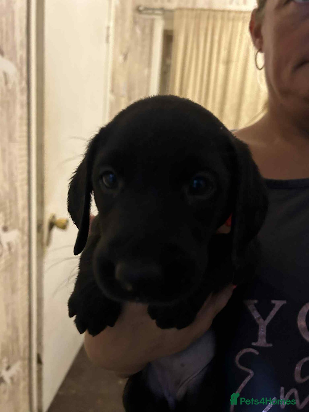 Labrador Retriever dogs for sale: Labrador puppies  - Image 4