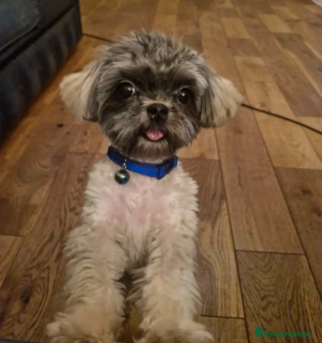Mixed Breed dogs for sale: Beautiful mini schnauzer x malshi puppies(Mauzers) - Advert 9