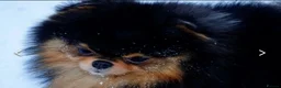 Pomeranian dogs for sale: KC Pomeranian Pups - Exceptional Russian Lines in Liverpool - Advert 13