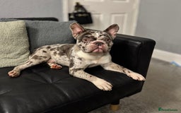 French Bulldog dogs for sale: French bulldog - Advert 7