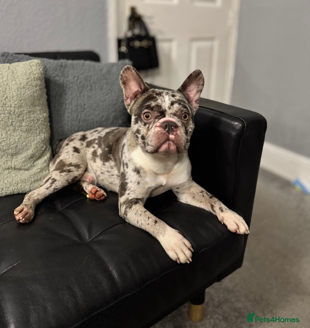 French Bulldog dogs for sale: French bulldog - Advert 7