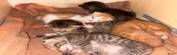 Mixed Breed cats for sale: Very loving kittens.  - Advert 2