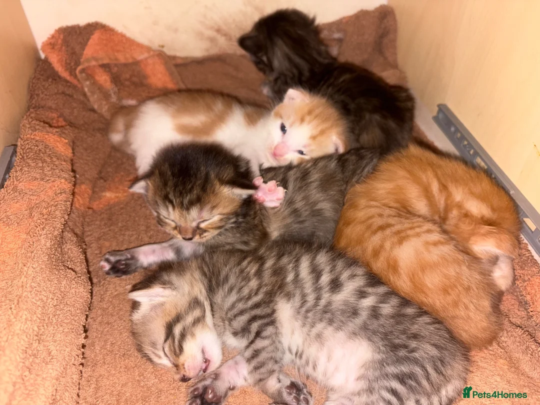 Mixed Breed cats for sale: Very loving kittens.  - Advert 2