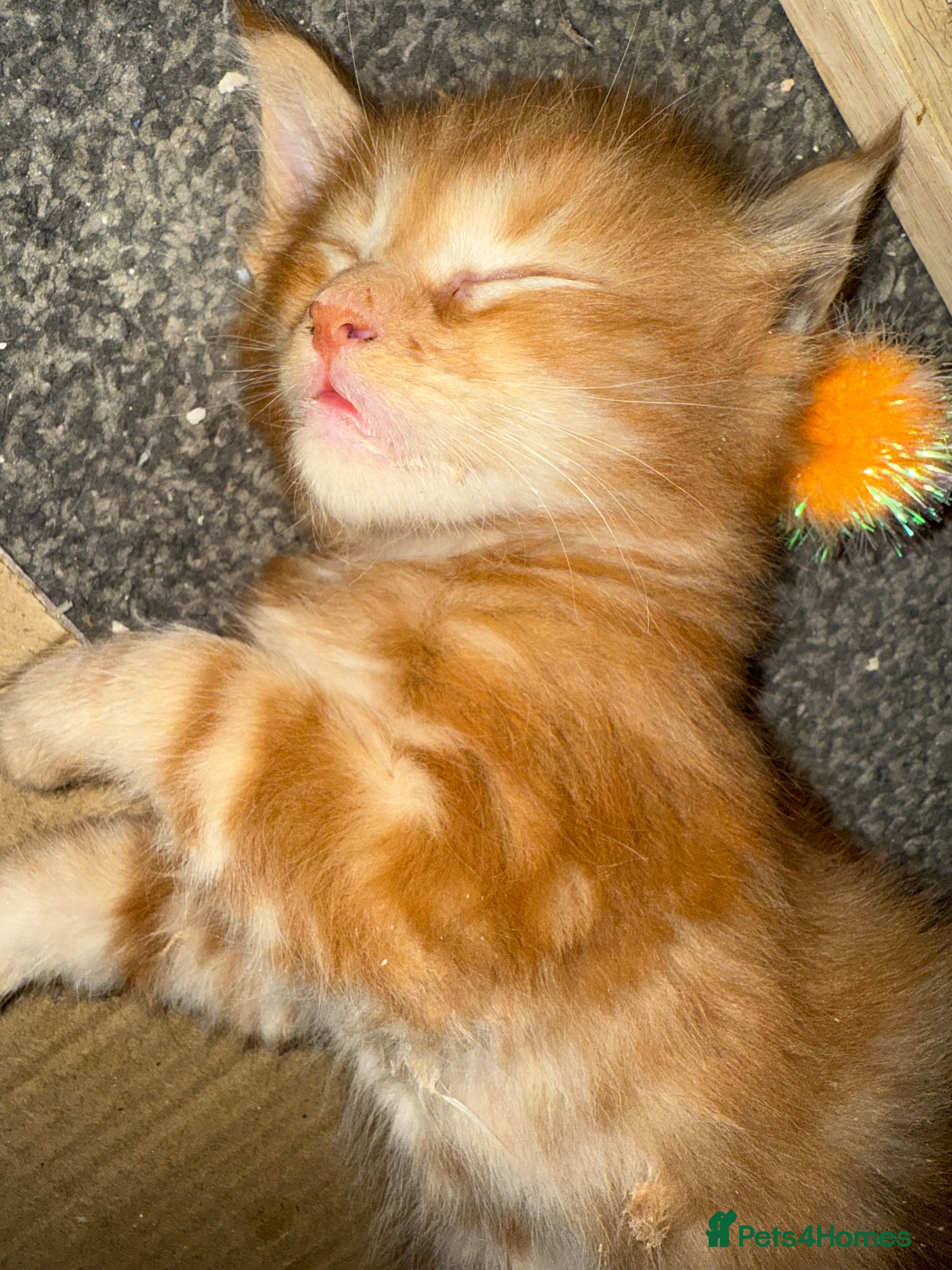 Maine Coon cats Beautiful Maine Coon Kittens - Advert 1