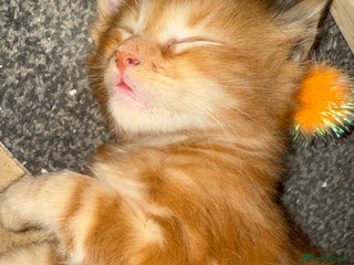 Maine Coon cats Beautiful Maine Coon Kittens - Advert 1