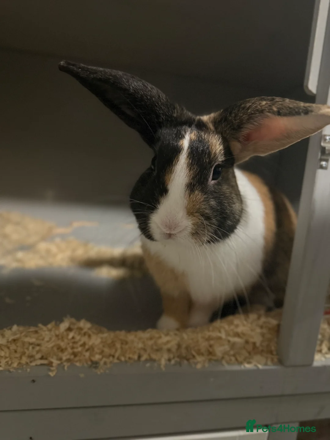 Tri Coloured Dutch rabbits for sale: Floppy  - Advert 1