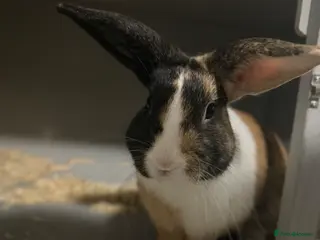 Tri Coloured Dutch rabbits Floppy - Advert 3