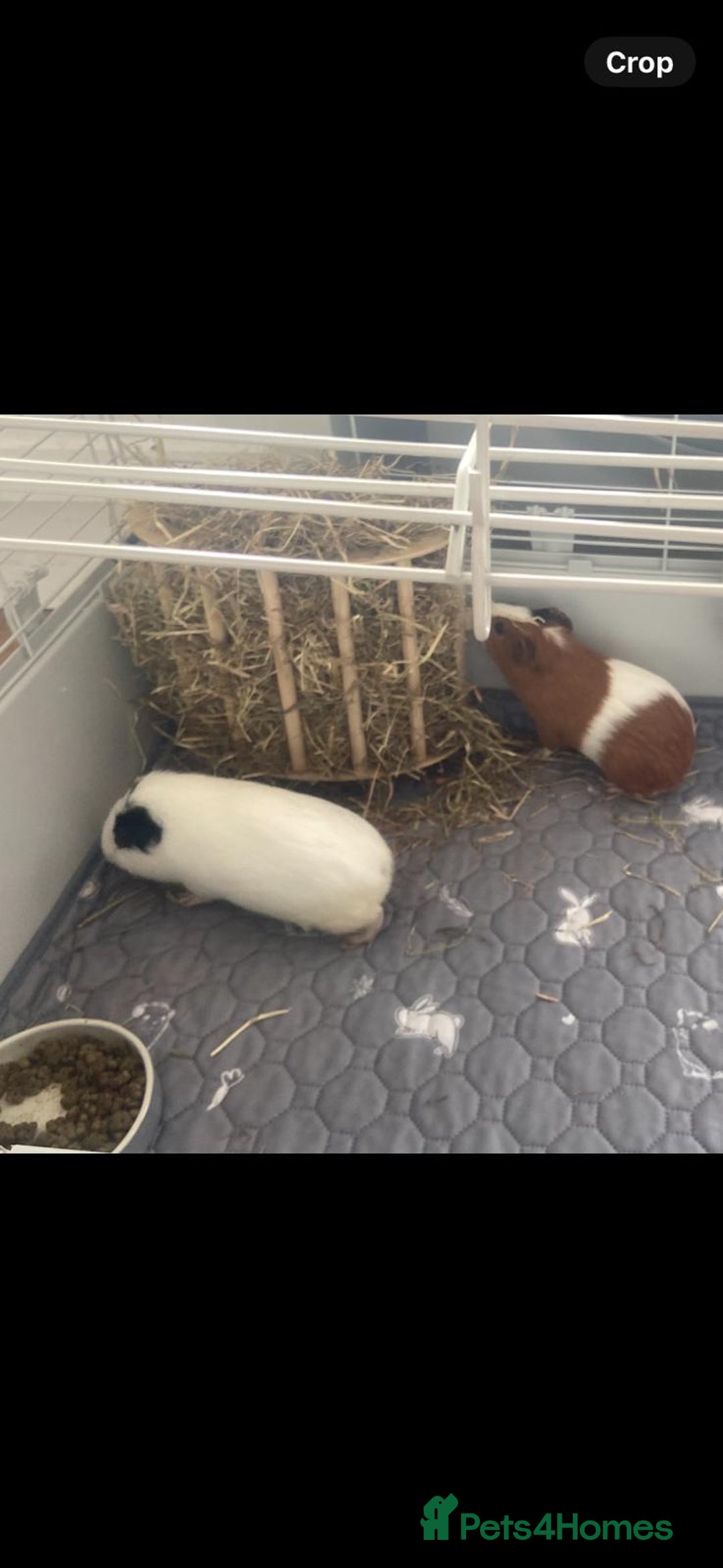 Guinea Pig rodents for sale: Two boy Guinea Pigs in need of a home - Image 2