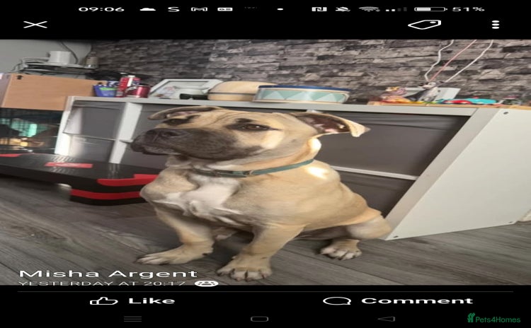 Mixed Breed dogs - Advert 2