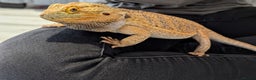 Bearded Dragon reptiles for sale: Bearded dragon & vivarium/unit  - Advert 3