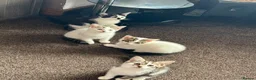 American Shorthair cats for sale: Four Kittens 💖 - Advert 3