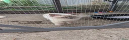 Ragdoll cats for sale: 3 year old seal point Ragdoll for sale  - Advert 3