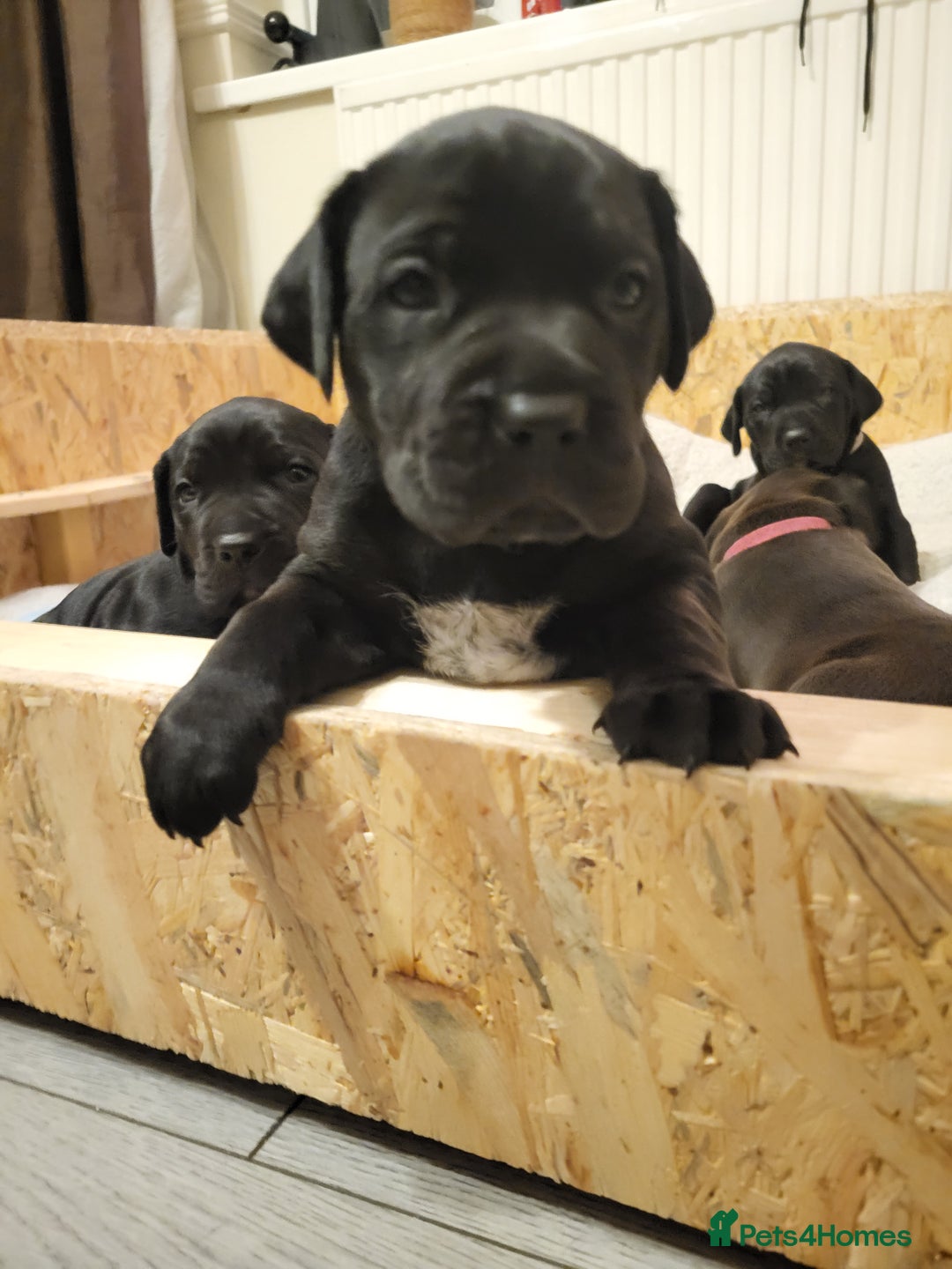 Mixed Breed dogs for sale: Alaunt type dogs - Advert 7