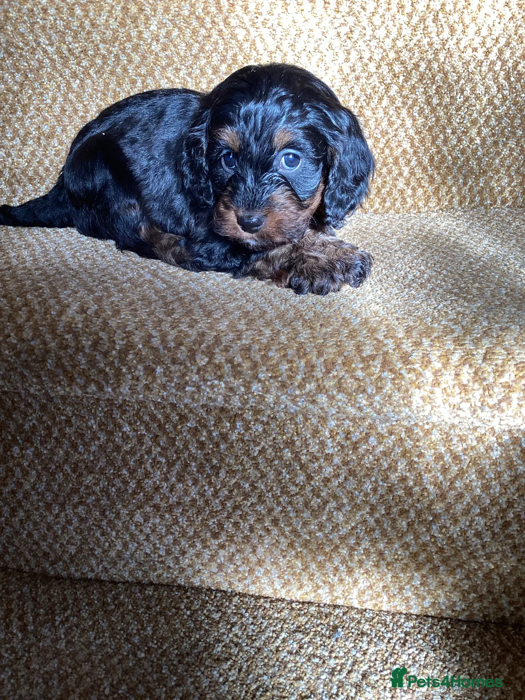 Cockapoo dogs for sale: Cockerpoo  - Advert 18