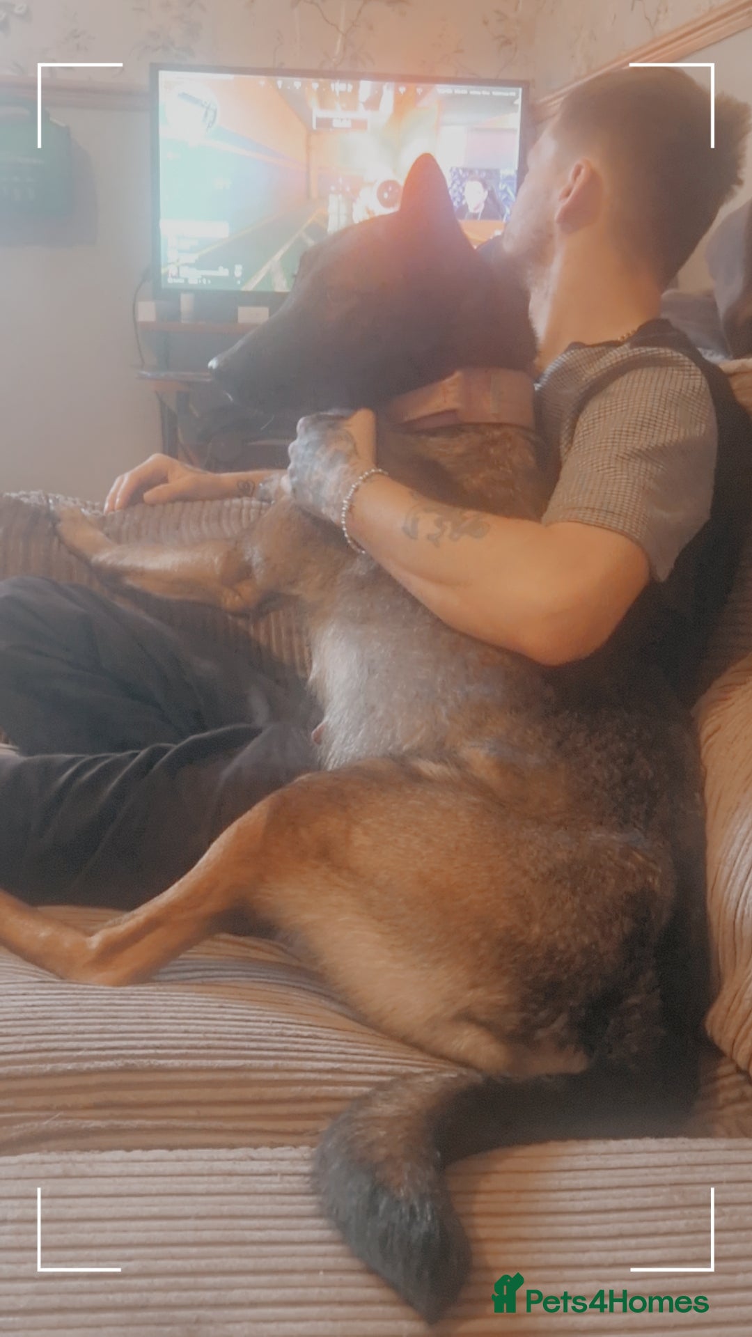 Belgian Shepherd Dog dogs for sale: Belgian malinois  - Advert 6