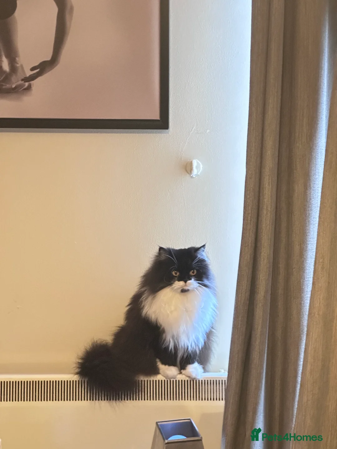 Persian cats for sale: Gorgeous Mixed-breed Persian Cat Is Here in Nottingham - Advert 2