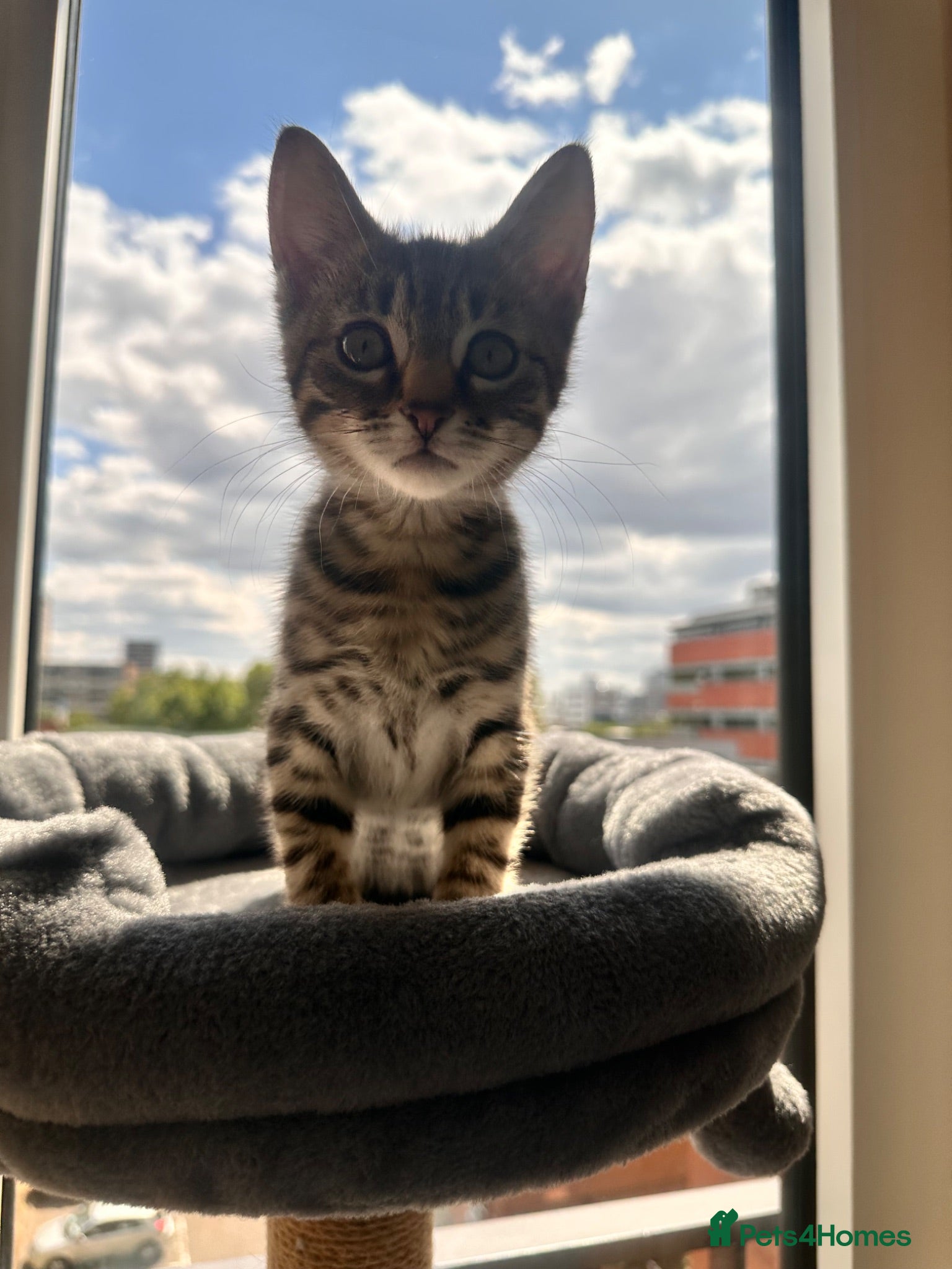 Bengal cats Bangal cat - Advert 1
