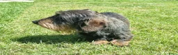 Dachshund dogs for sale: Miniature wire haired daschund  - Advert 5