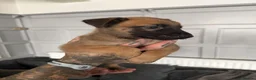 Belgian Shepherd Dog dogs for sale: Alert Eyes, Brave Spirits & Unshakable Loyalty in Glasgow - Advert 10