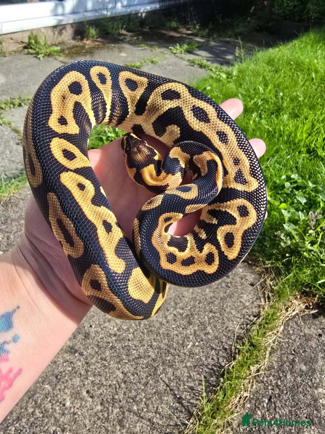 Python Snake reptiles for sale: Ball pythons - Image 10