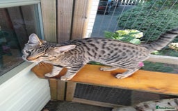 Savannah cats for sale: F5 Full Pedigree Tica Registered Girl Kitten - Image 12