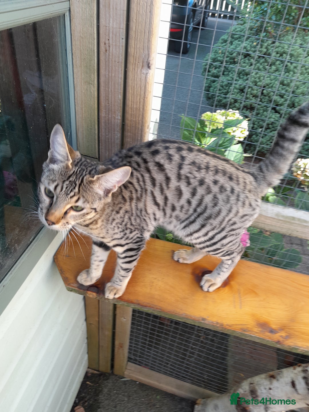 Savannah cats for sale: F5 Full Pedigree Tica Registered Girl Kitten - Image 12