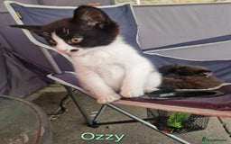 Maine Coon cats for sale: Maine Coon Cross  - Image 2