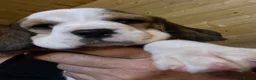 Beagle dogs for sale: kc reg pups ready NOVEMBER  - Advert 9