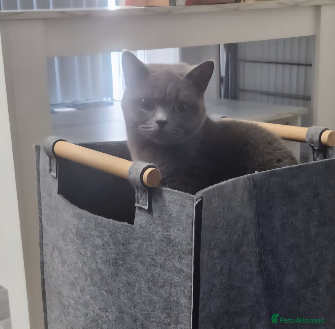 British Shorthair cats for sale: British Shorthair Cats for sale - Image 11