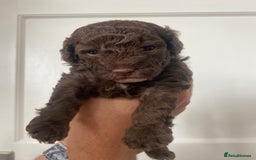 Cavapoo dogs for sale: Beautiful F1b Cavapoo girl  - Image 13