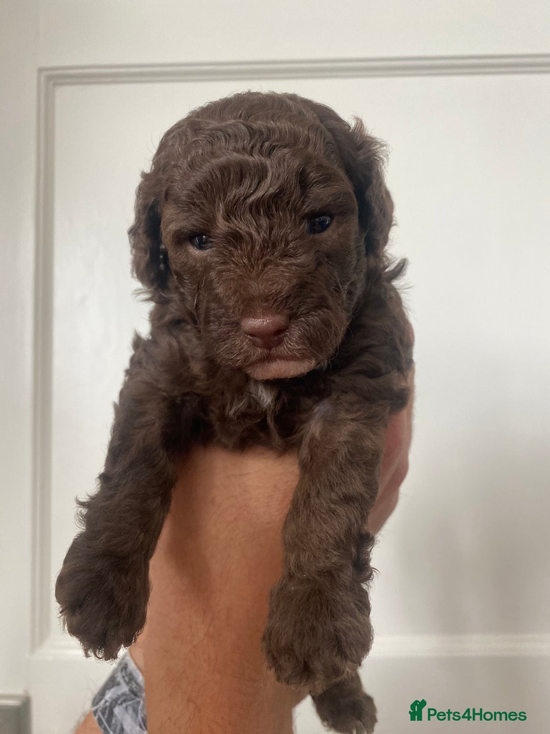 Cavapoo dogs for sale: Beautiful F1b Cavapoo girl  - Image 13