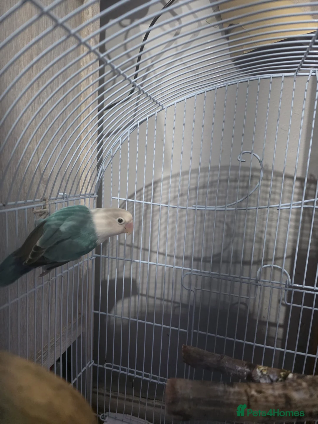 Lovebirds birds for sale: Sami tamed love bird - Advert 2