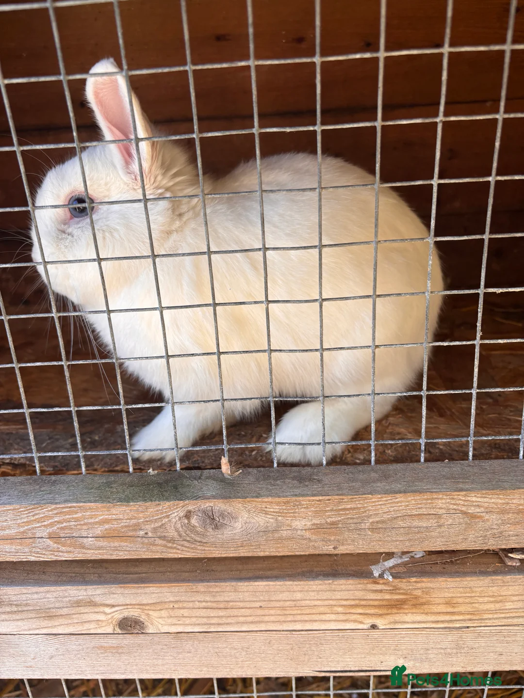 Mixed Breed rabbits for sale: A lovely white fluffy rabbit for sale 🩷 in Newport - Advert 2