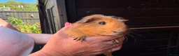 Guinea Pig rodents for sale: Ready to leave now 3 boars left - Advert 9