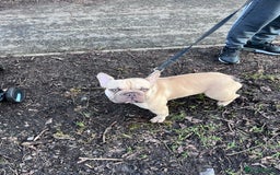 French Bulldog dogs for sale: French bulldog  - Image 2