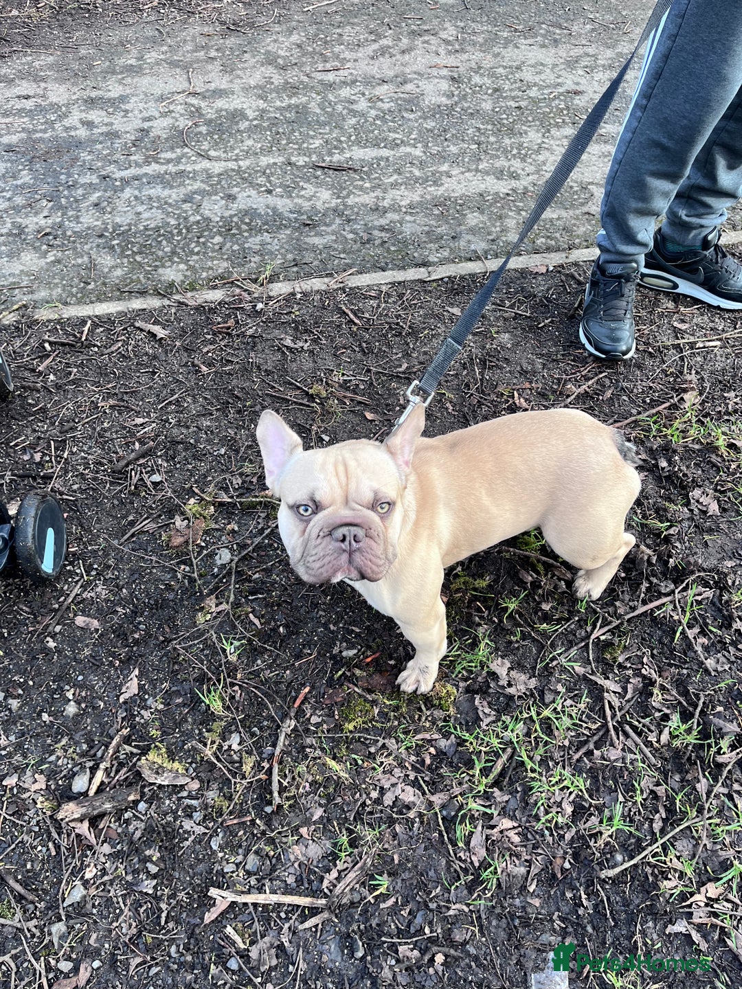 French Bulldog dogs for sale: French bulldog  - Image 2