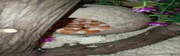 Corn Snake reptiles for sale: Male and female corn snakes 14 months old  - Advert 1
