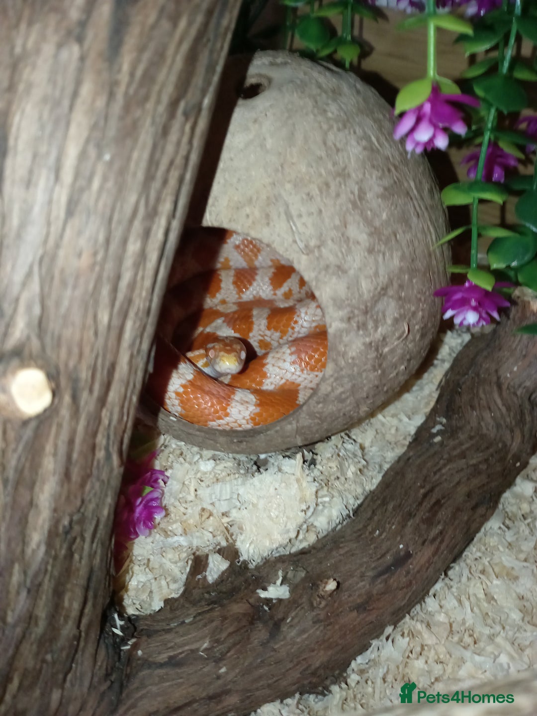 Corn Snake reptiles for sale: Male and female corn snakes 14 months old  - Advert 1