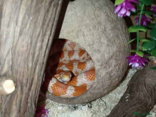 Corn Snake reptiles Male and female corn snakes 14 months old - Advert 1