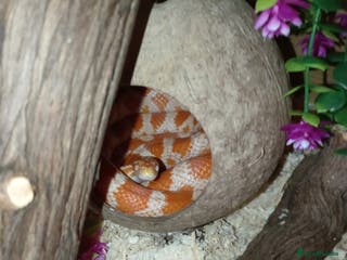 Corn Snake reptiles Male and female corn snakes 14 months old - Advert 11