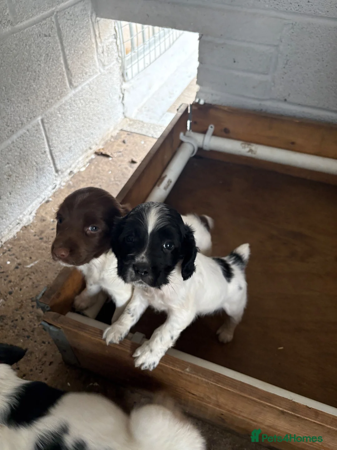 English Springer Spaniel dogs for sale: Springer spaniel puppies for sale in Burry Port - Advert 6