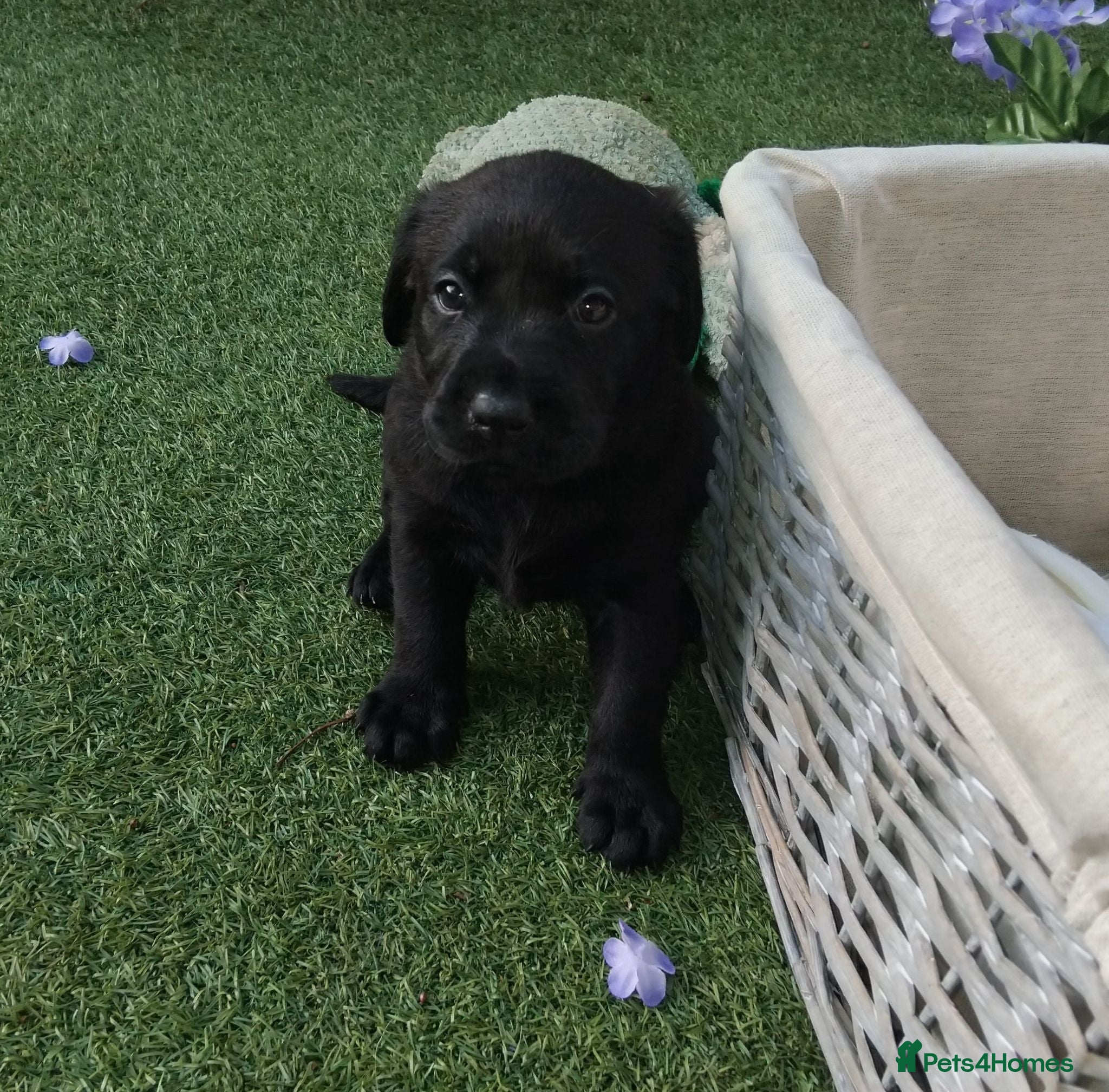 Labrador Retriever dogs 🖤 KC REGISTERED BLACK LABRADOR PUPPIES 🖤 - Advert 1