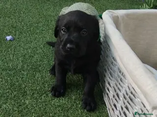 Labrador Retriever dogs 🖤 KC REGISTERED BLACK LABRADOR PUPPIES 🖤 - Advert 1