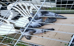 Pigeons birds for sale: Baby and adult racing Pigeons  - Image 24