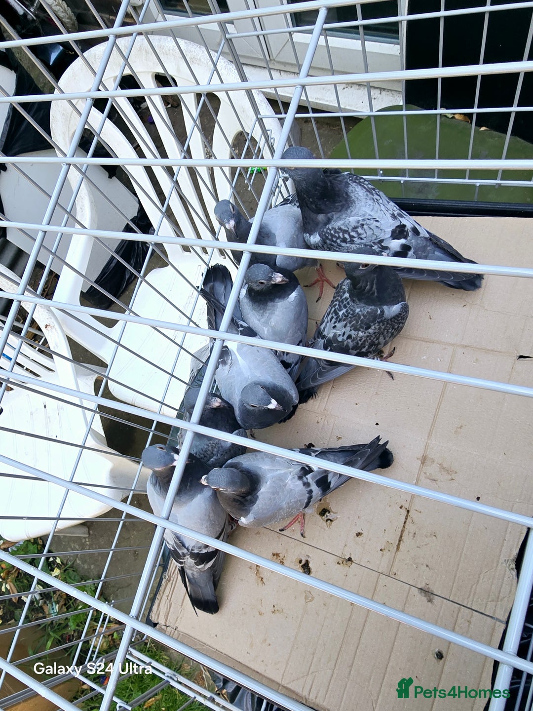 Pigeons birds for sale: Baby and adult racing Pigeons  - Image 24
