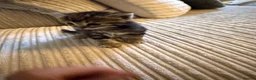 Mixed Breed cats for sale: Five mixed breed - Advert 20