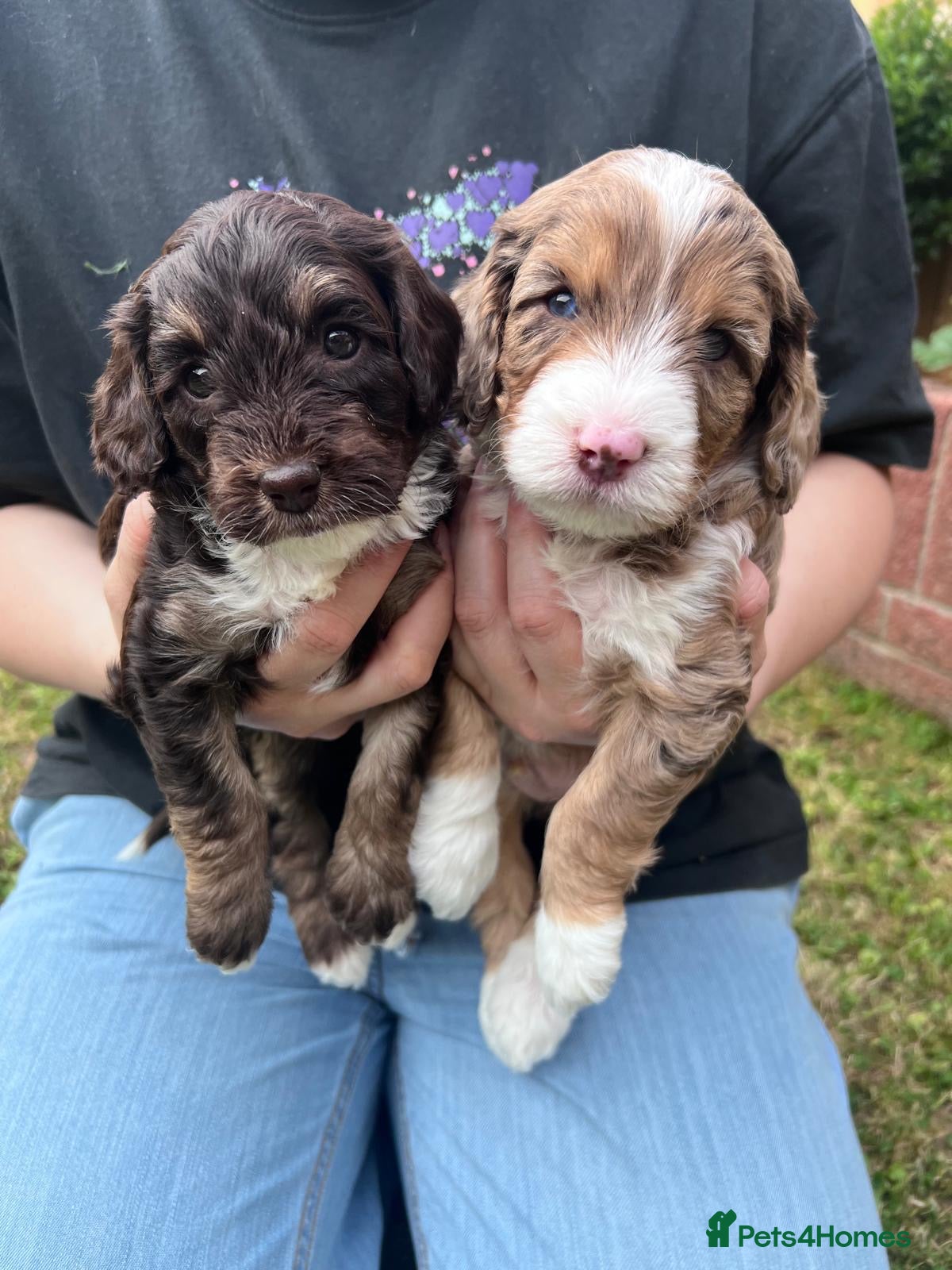 Cockapoo dogs Beautiful F2b Cockapoo puppies - Advert 2